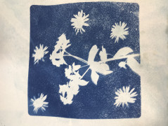 cyanotype plants